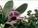 orchid_032408.jpg