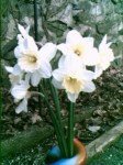 First daffodils taken