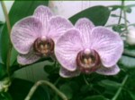 Two orchids