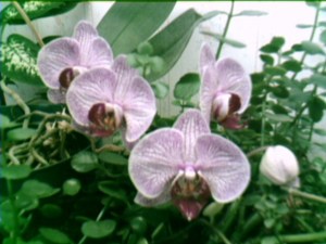 Orchids
