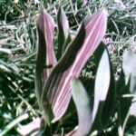 Red Riding Hood tulip leaf
