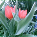 Tulips