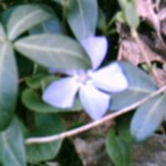 Periwinkle