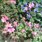 Azalea and violets