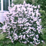 Lilac bush \