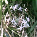 Star of Bethlehem