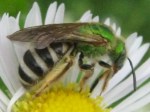 Agapostemon Virenscens