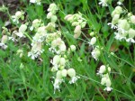 Bladder Campion awaiting bees