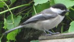 Black Cap Chickadee