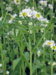 Daisy Fleabane