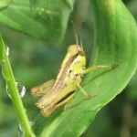Juvenile? grasshopper