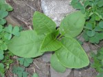 Hemp Dogbane is not milkweed