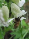 Honey deep into bladder campion