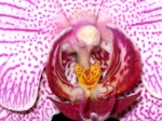 Bee\'s eye view of an orchid