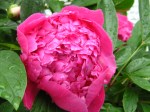 Peony after the rain