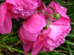 Two peonies after the rain