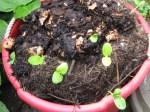 Sunflowers? sprouting in compost