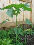 Russian Sunflower?