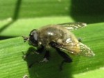 NOT a Syrphid fly