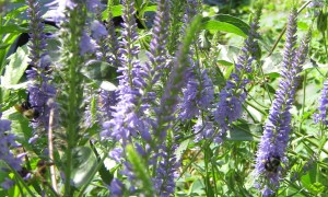 Veronica spicata with two bumblebees