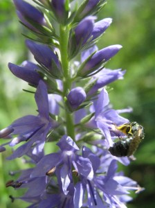 Tiny dark green bee covered in pollen