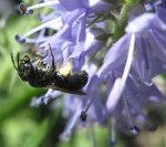 Close-up of tiny green bee