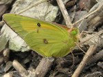 A sulphur(?) butterfly