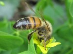 Honeybee in yellow sorrel