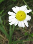 Ox-eye daisy
