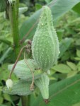 Milkweed pods