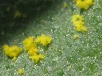 Sunflower pollen on a sunflower leaf