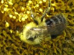 Bumblebee covered with pollen