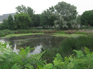 Pond near Readercon