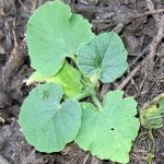 Squash that sprouted in compost
