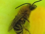 Native bee in squash blossom