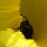 Oh hai! I just pollin8ted your squash!