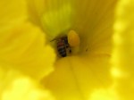 Honeybee in squash blossom