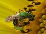 Green sweat bee on sunflower
