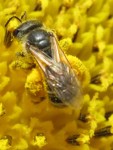Sweat bee gathering pollen
