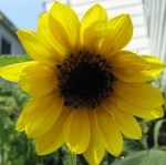 The first volunteer sunflower is open.