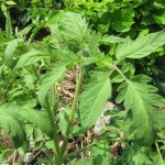 Every year there's a volunteer tomato somewhere.