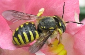 Wool carder bee