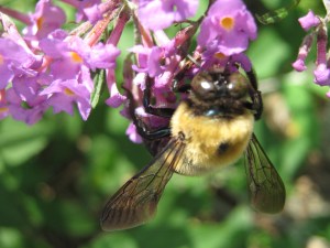Ginormous bumblebee on buddleia