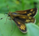 Butterfly nowhere near the butterfly bush