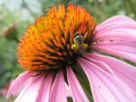 Sweat bee on coneflower