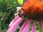 Honeybee on coneflower