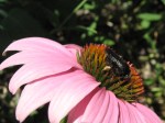 Melissodes on coneflower