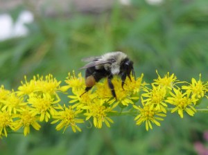 Bumblebee on goldenrod