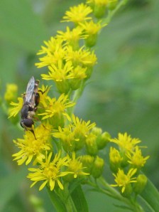 Syrphid? fly on goldenrod