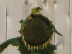 Goldfinch feeding on sunflower